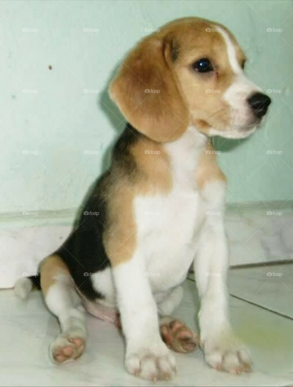 Beagle puppy