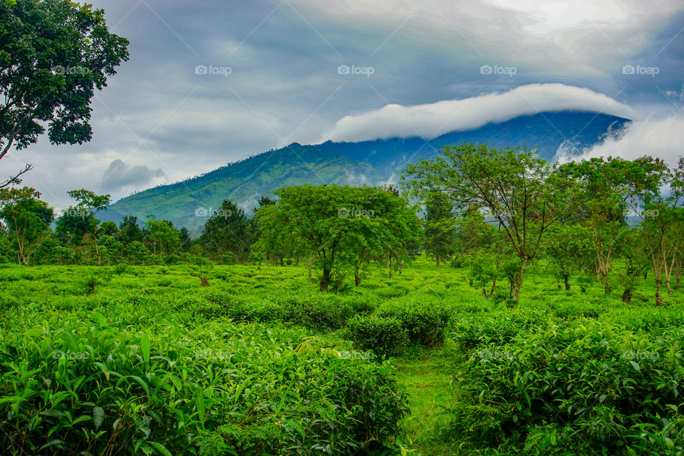 View of Tea Plantation in a Dark Cloud, Lawang, Indonesia