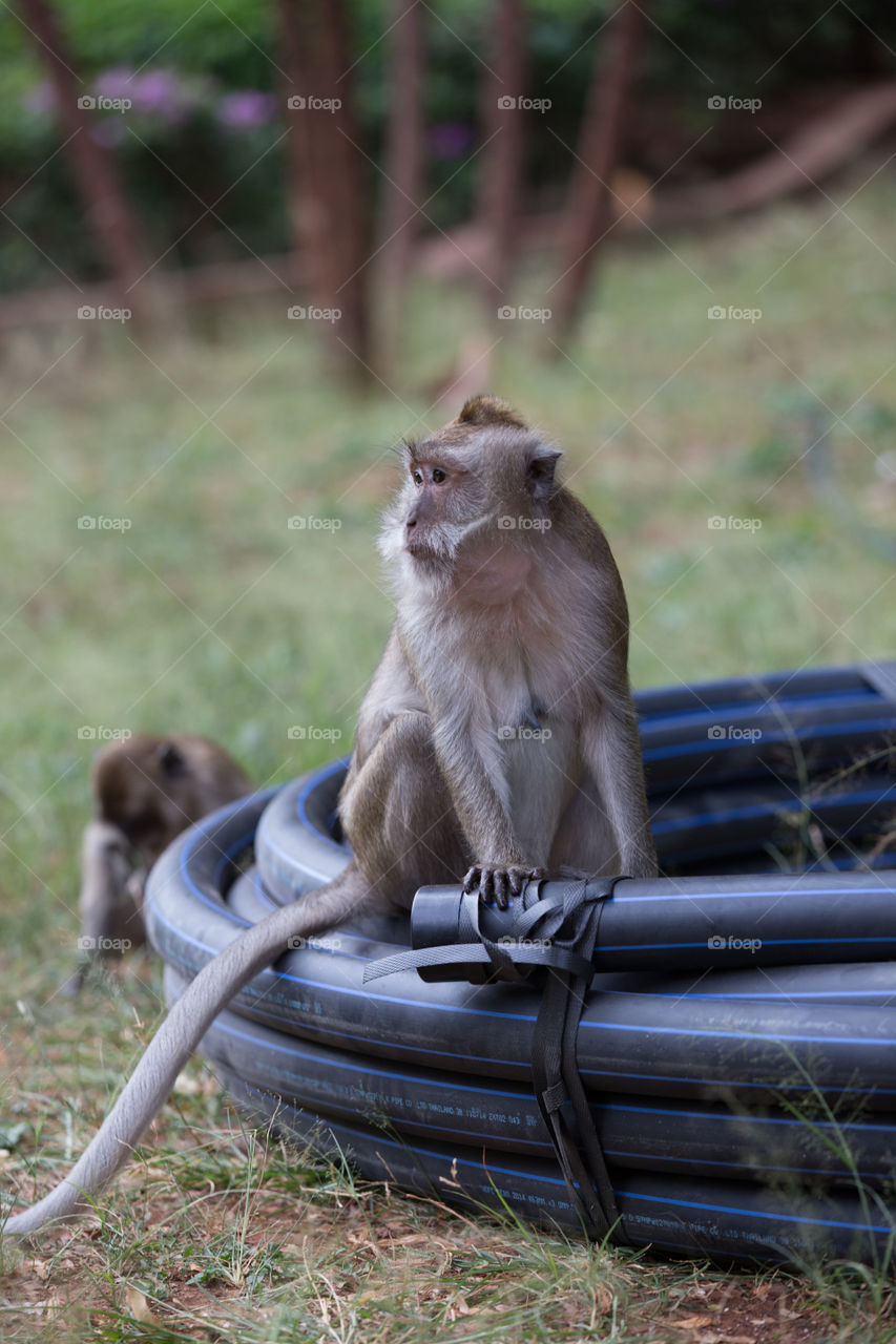 Monkey siting on the rubber tube