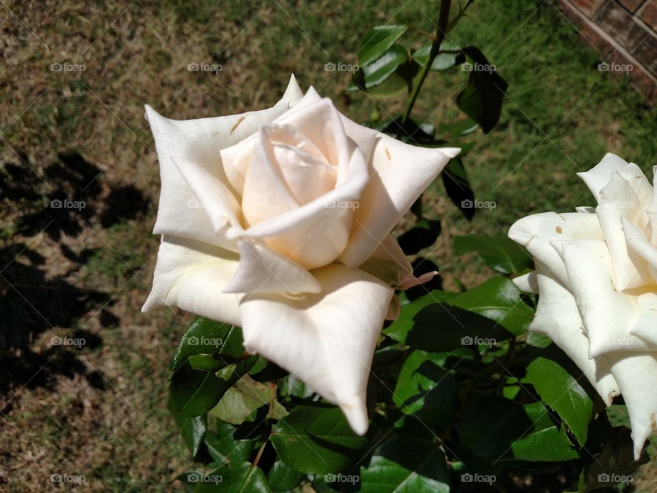 White rose