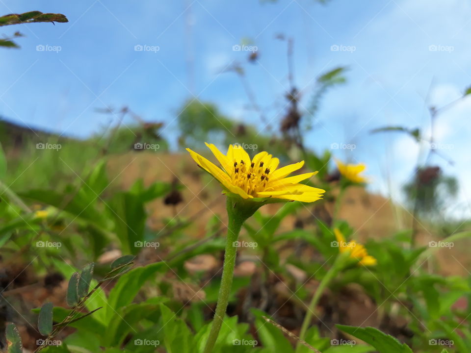 yellow flowers blooming among the green grass