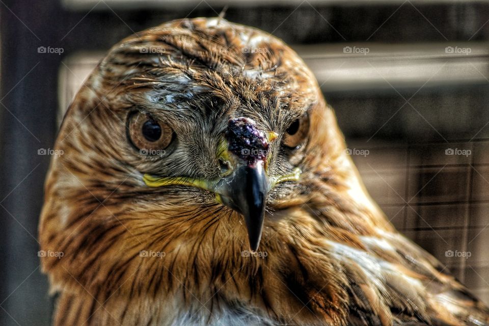 Close-up hawk's head