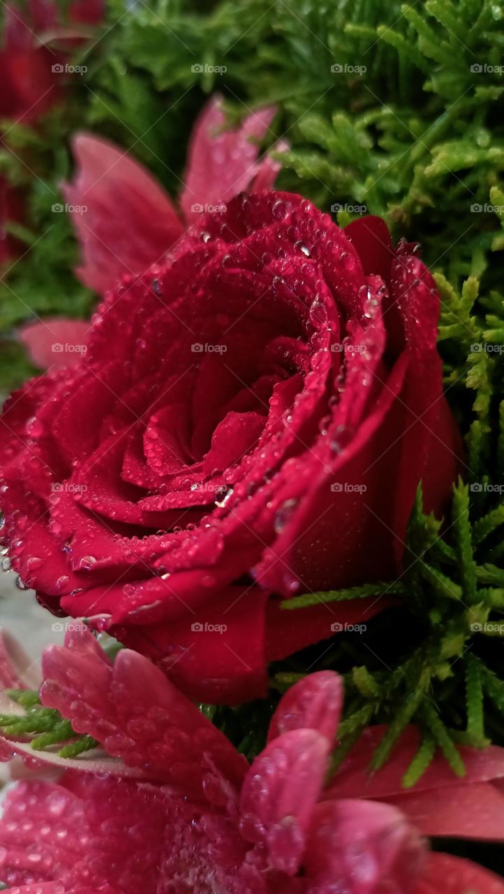 a red rose flower lies in ground
