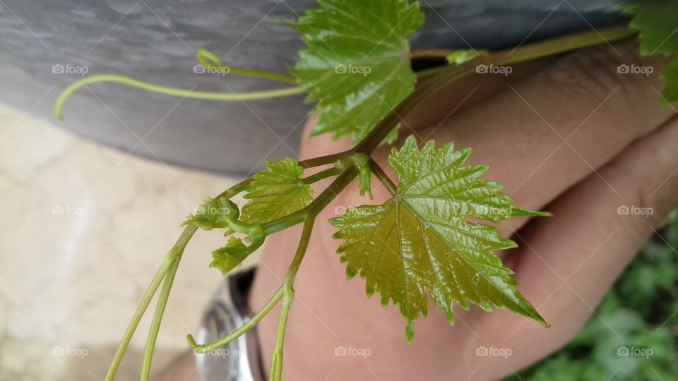 beautiful seen with plant