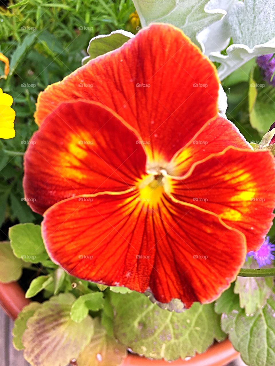 Pansy in red