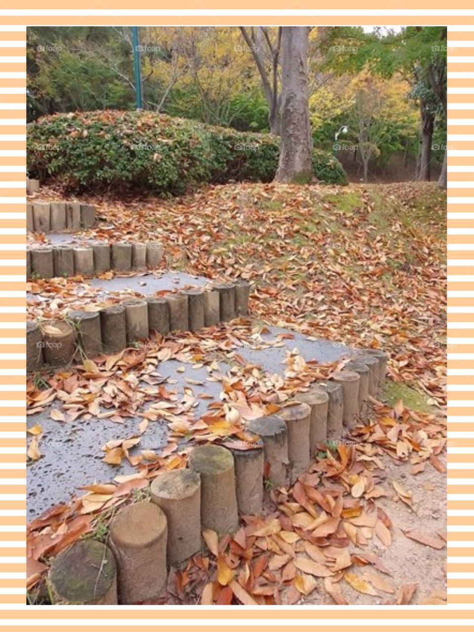 The beautiful colors of Falling leaves on the Ground During  Fall Season In South Korea.