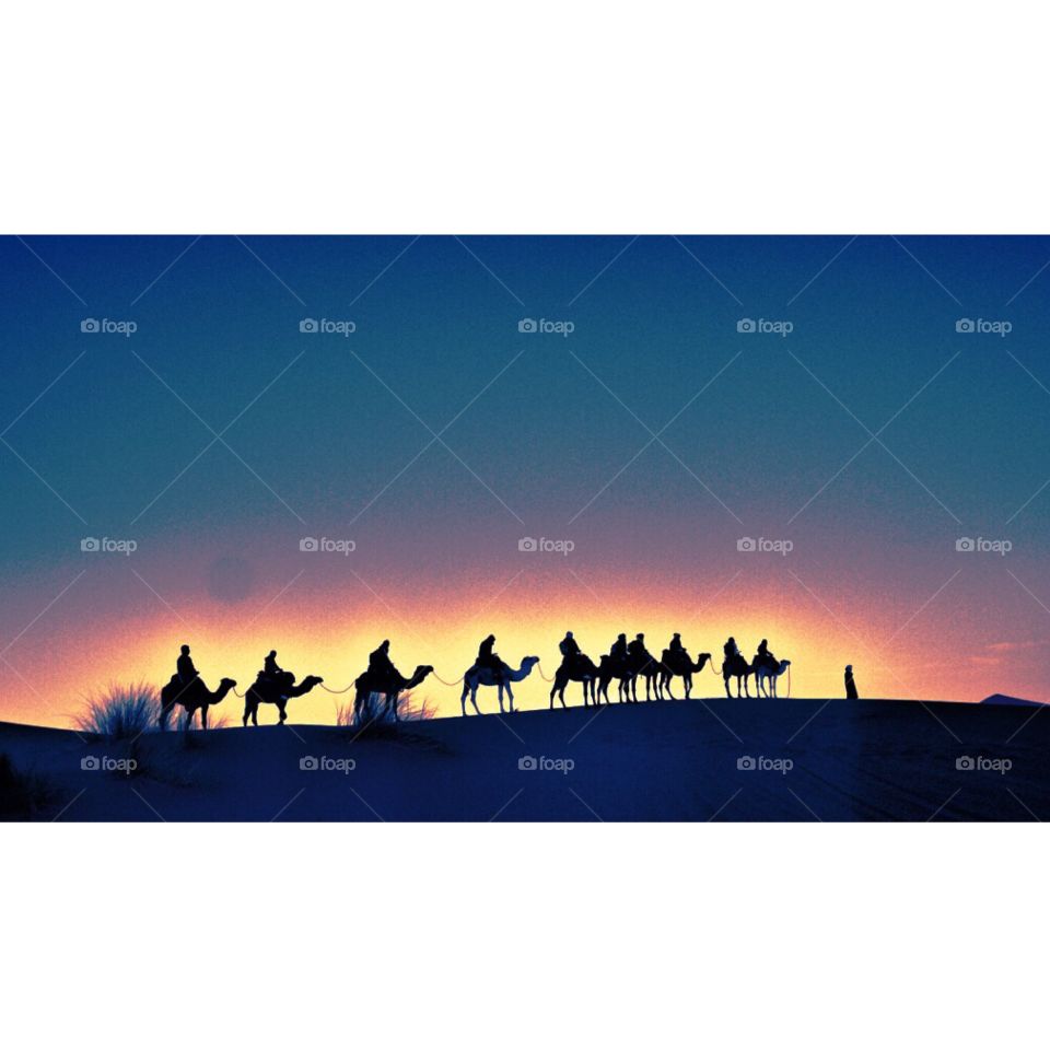 Sunset Camel Train, Sahara Desert, Morocco . Sunset Camel Train, Sahara Desert