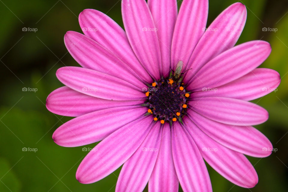 Pink vygie flower close up, with a little insect on it