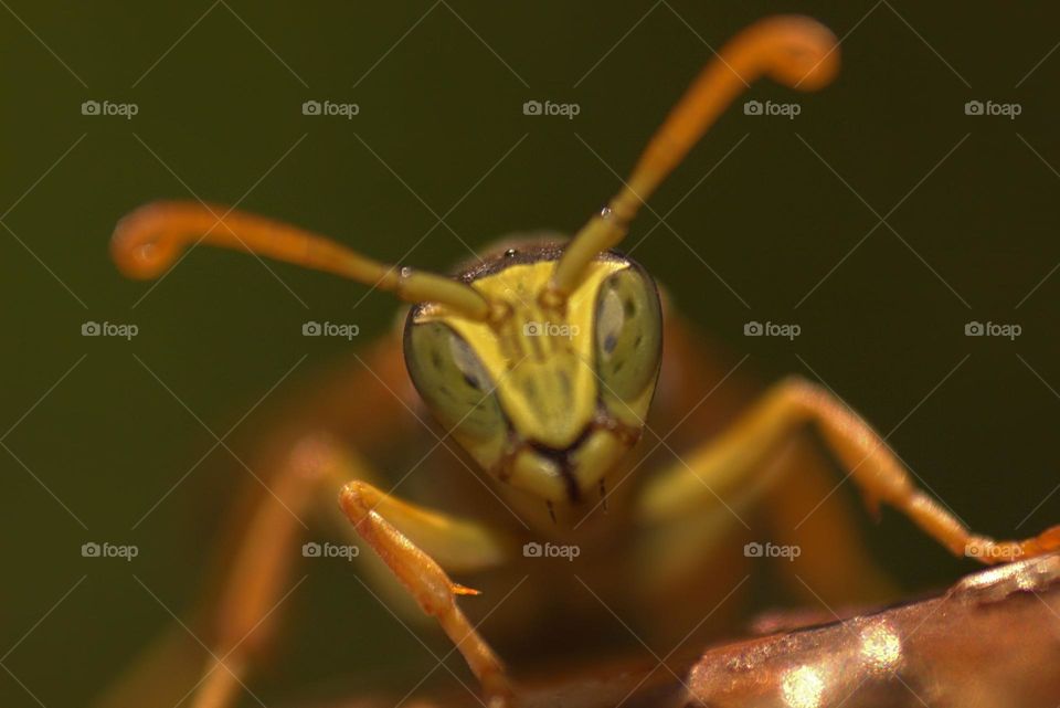 A macro shot over the beautiful face of a hornet.