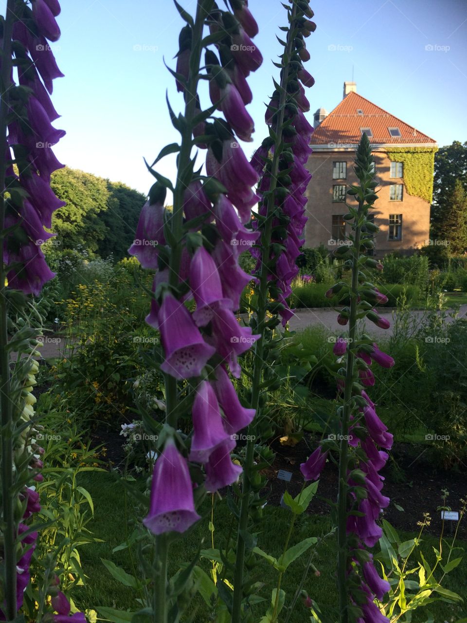 Idyllic Spring Scenery