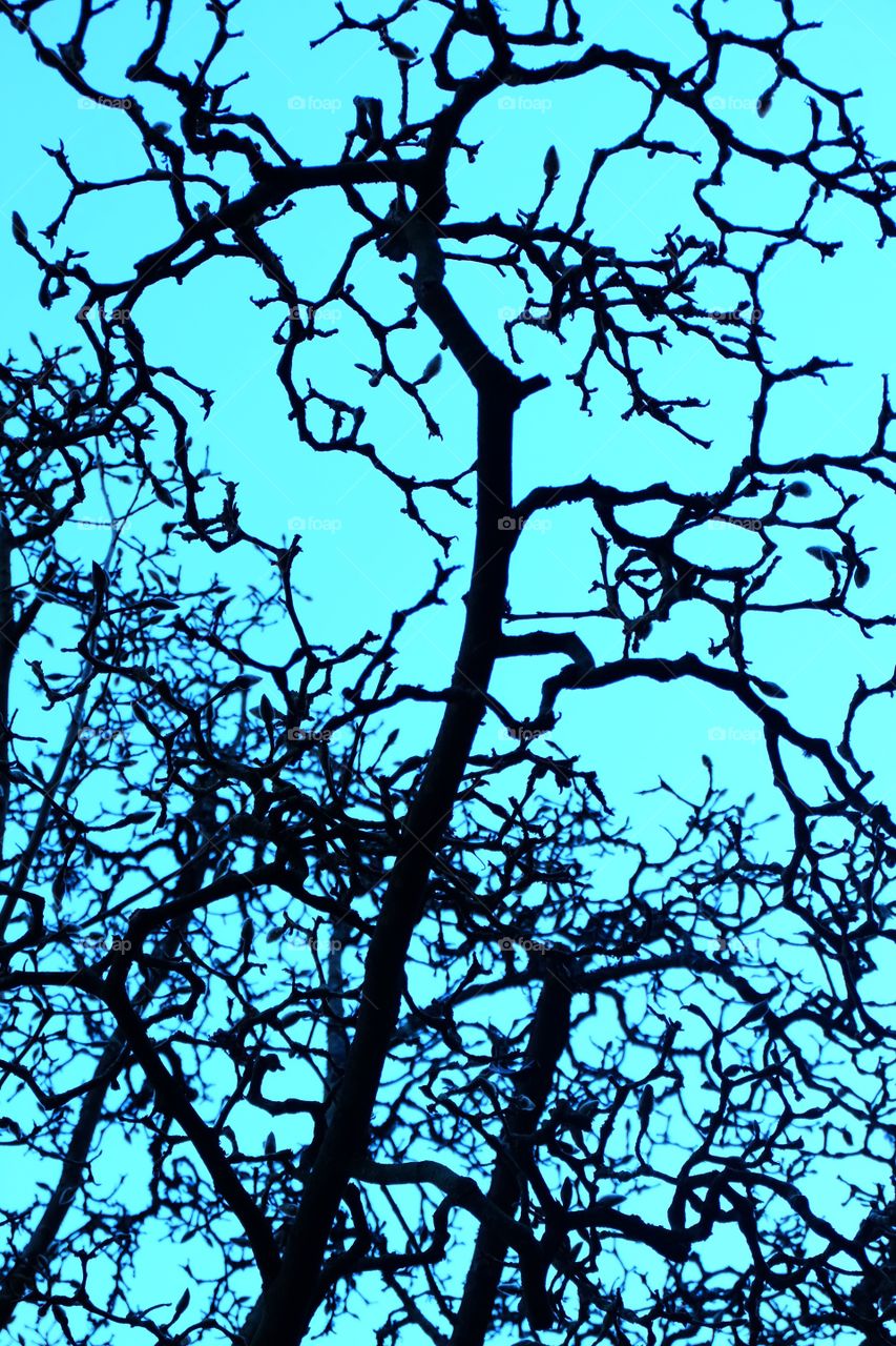 Patterns in nature. Silhouette of a leafless tree.
