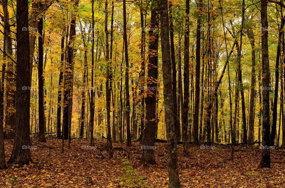 Tennessee woodland in north Carolina