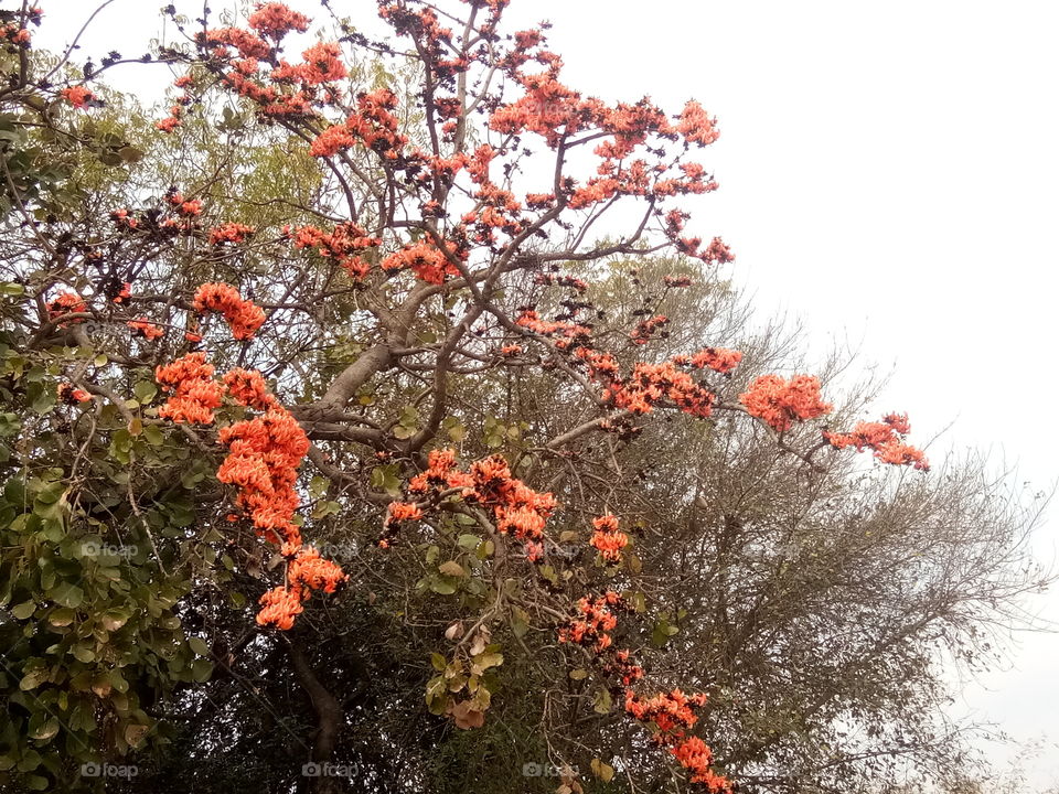 palash flowers in india