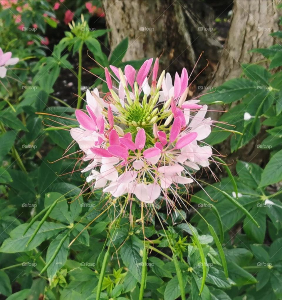 Spider flower