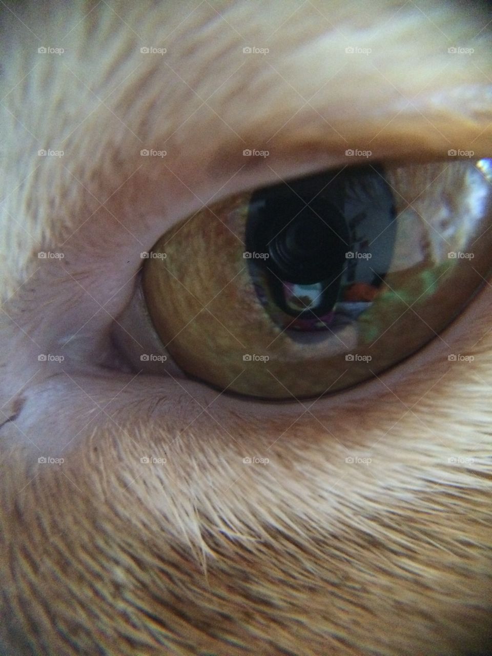 cat eye. my kitty, lyric