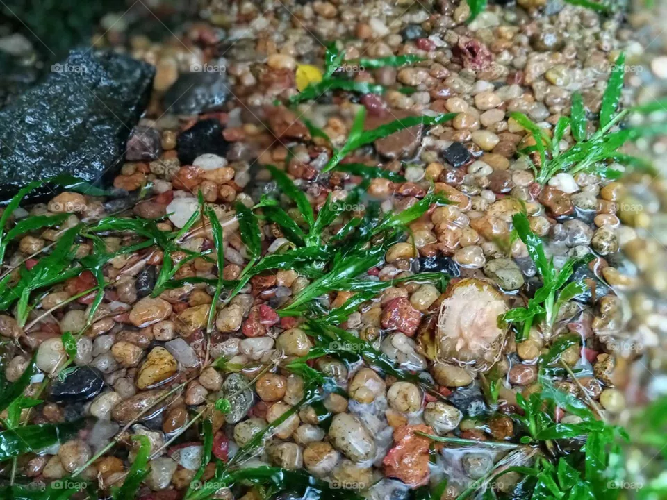 plants