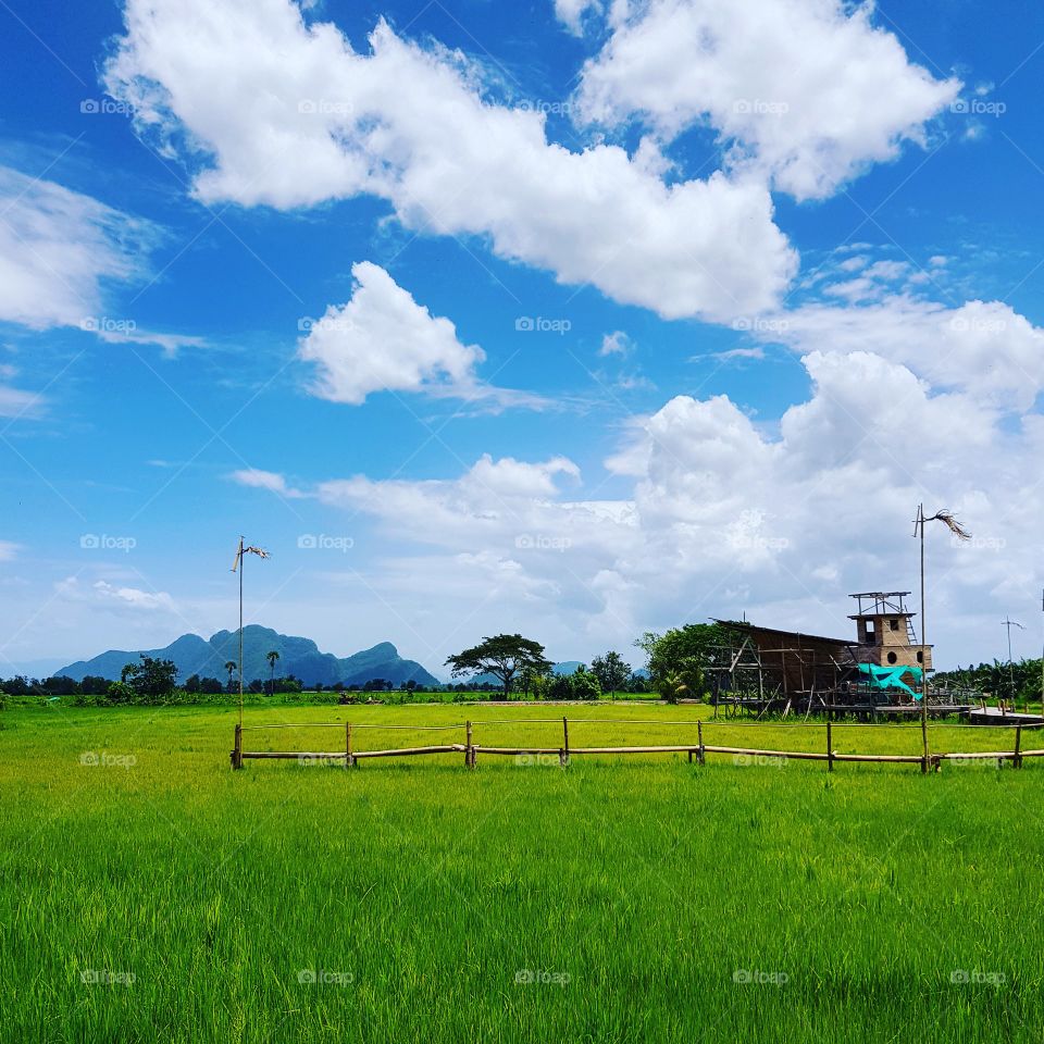 Scenery view of paddy field against blue sky