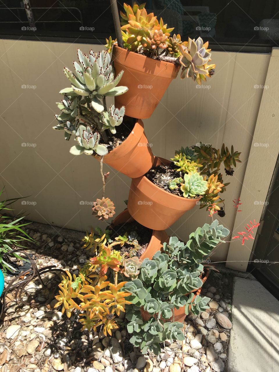Crazy pots and succulents garden