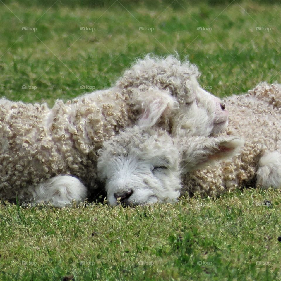 sleeping baby sheep
