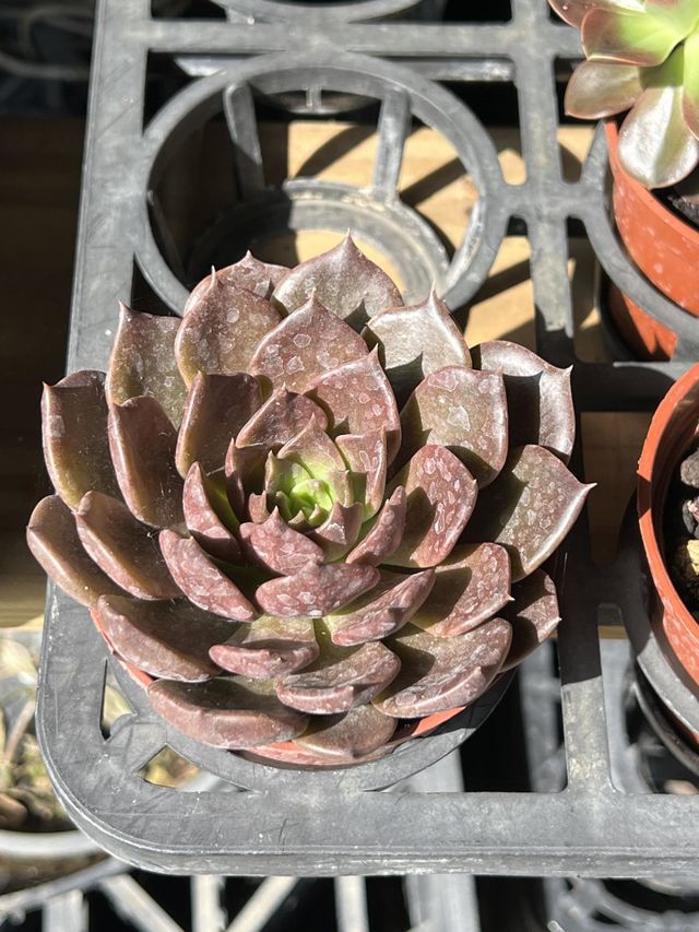Potted plants