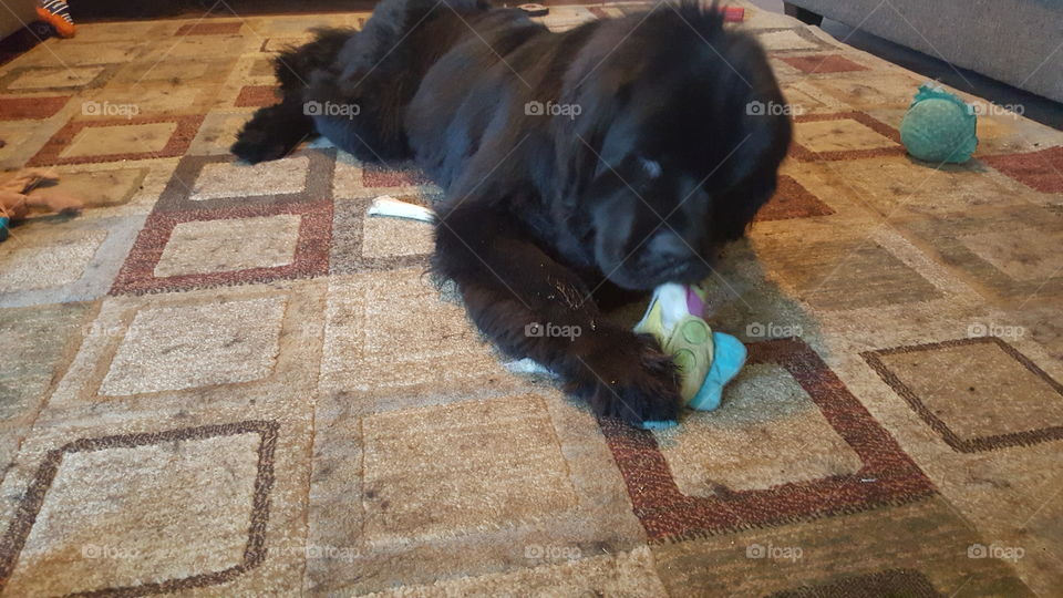 Mammal, One, No Person, Dog, People