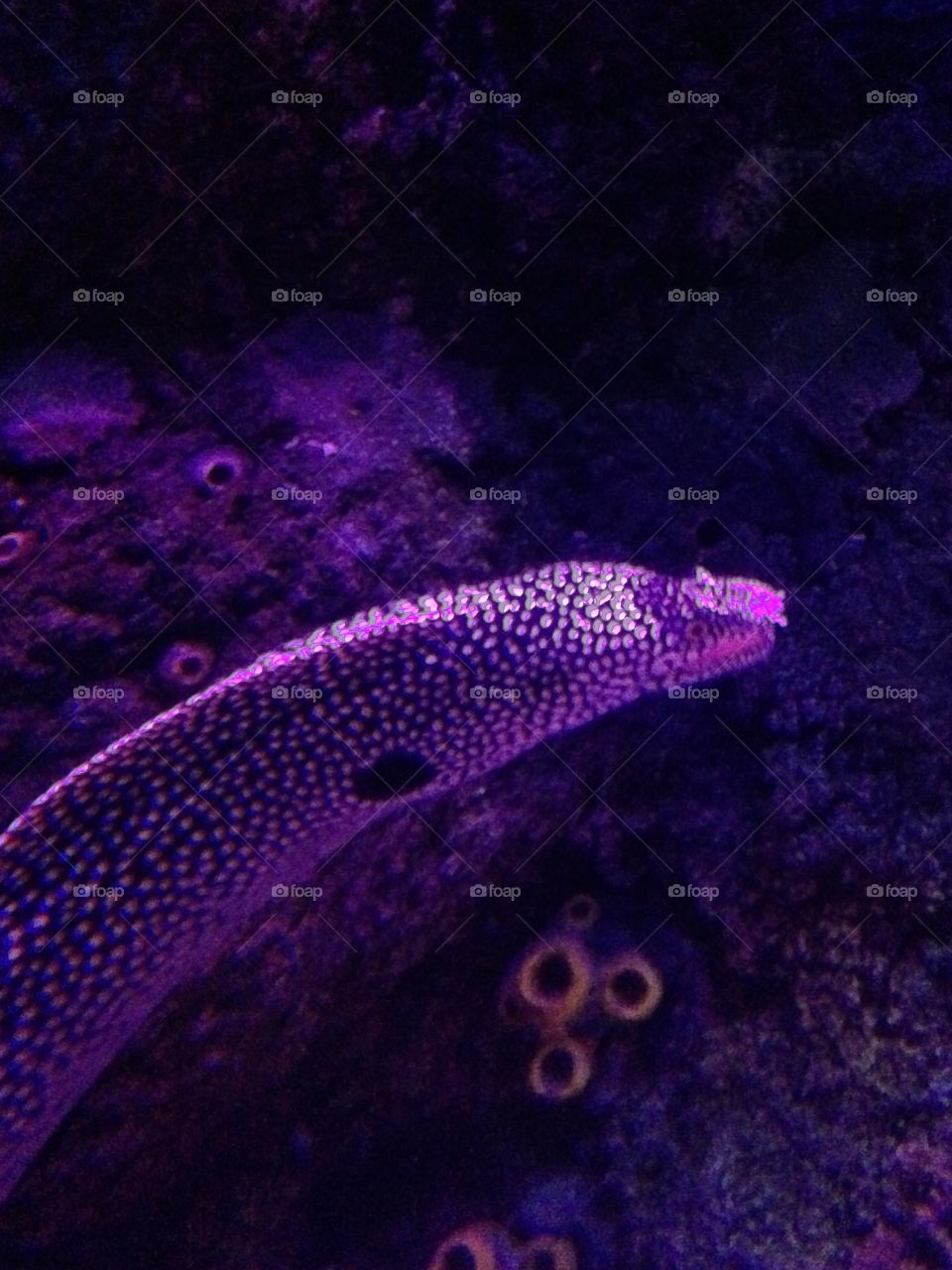 View of eel fish underwater in sea