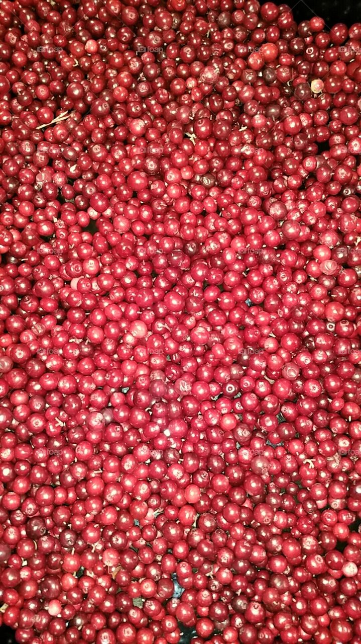 Cranberries. Picking cranberries in the woods