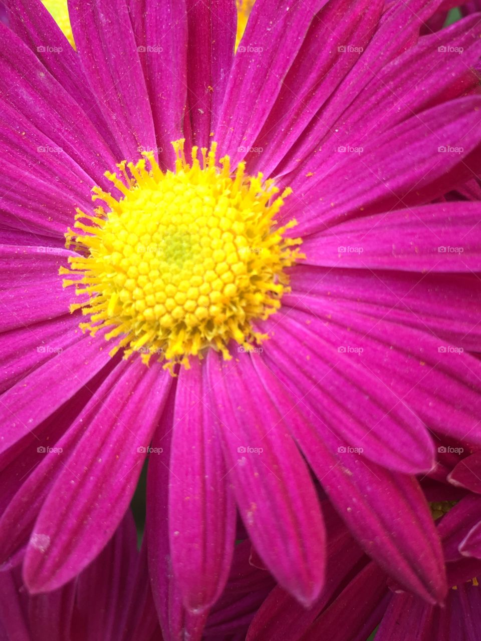 Macro shot of blooming pink flower