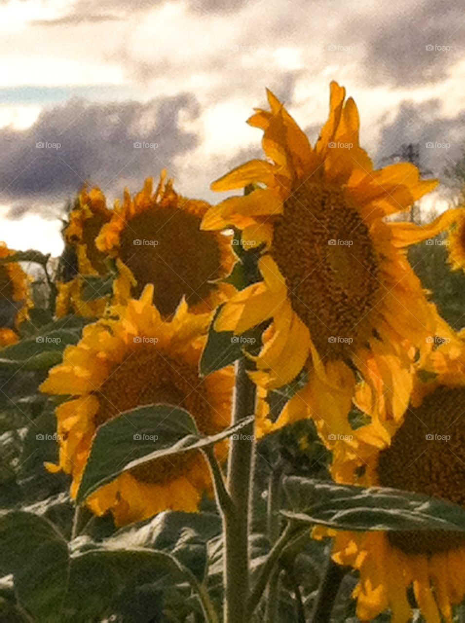 Sunflowers. Sunflowers field