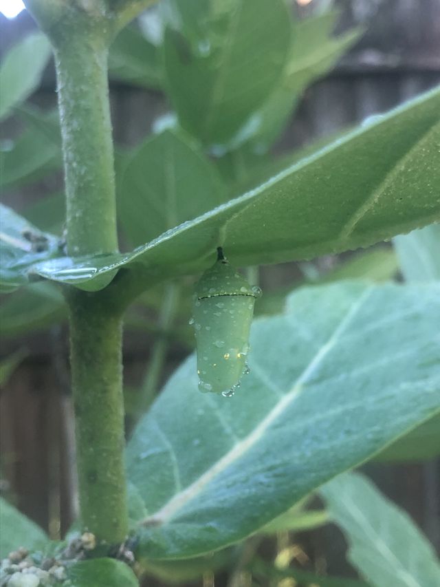 Chrysalis 