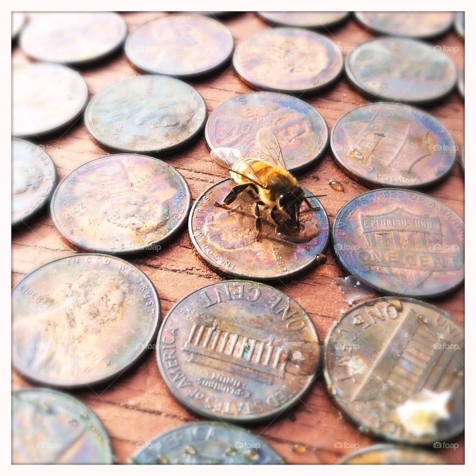 Bee on a penny