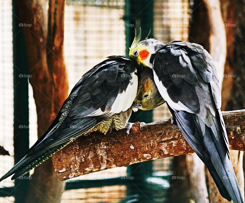 Birds, parrots, love