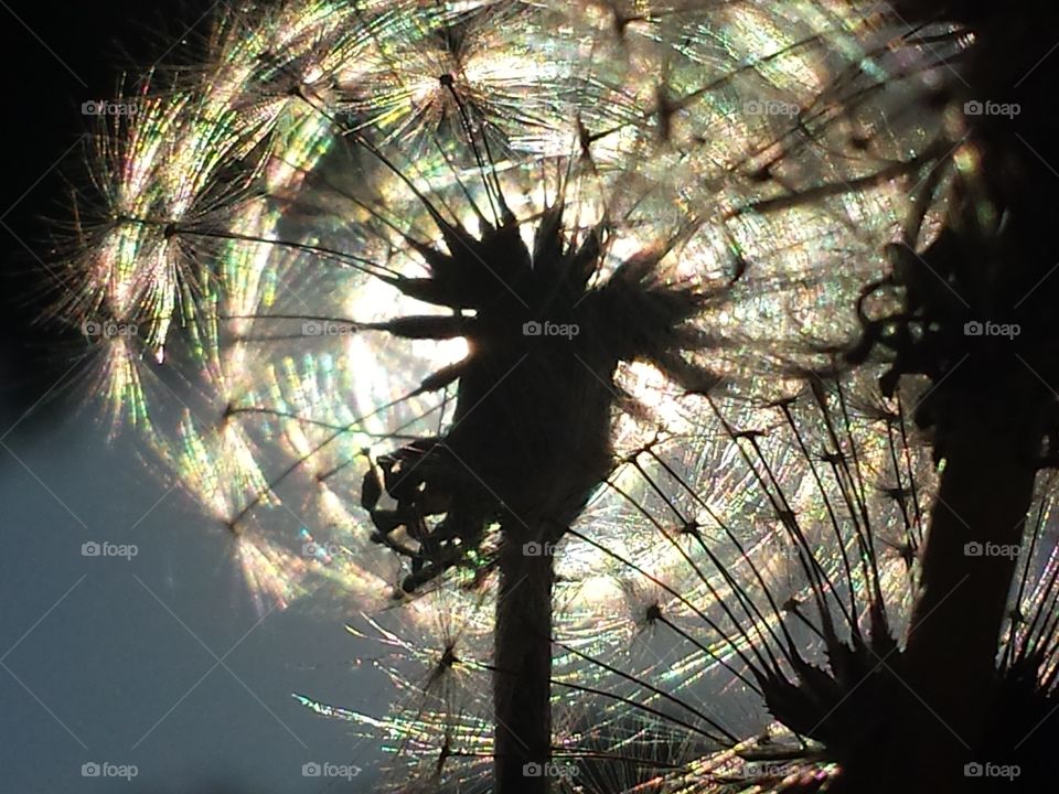 Wishes in the Morning