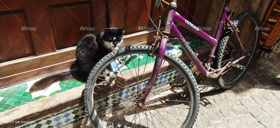 beautiful black cat behind the bicycle.