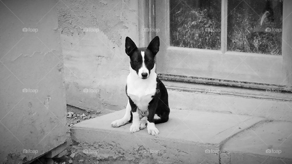 Black and white dog sitting, waiting outside French doors