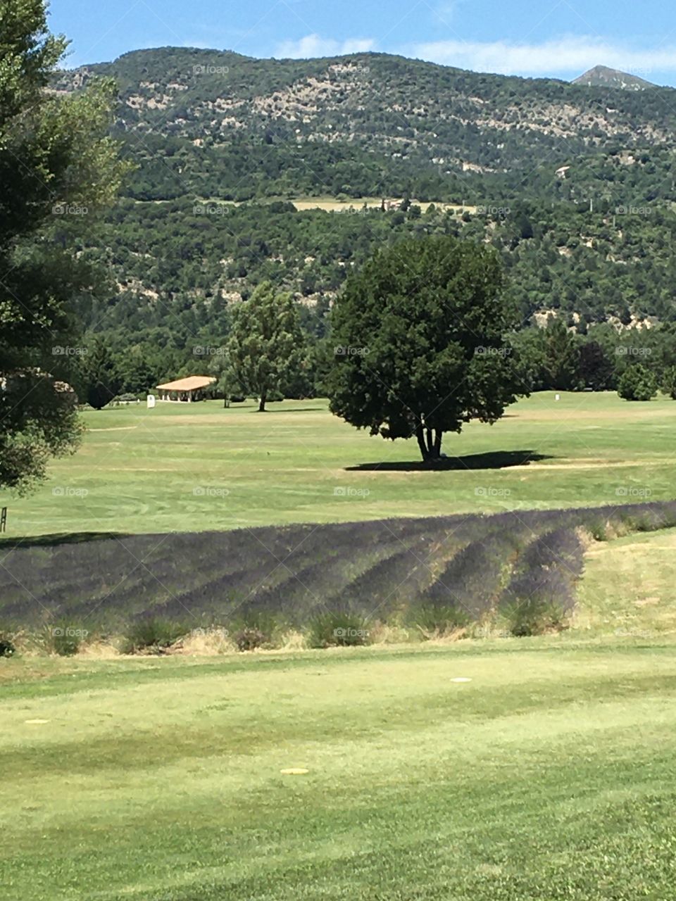 Little field of lavender in landscape from Provence