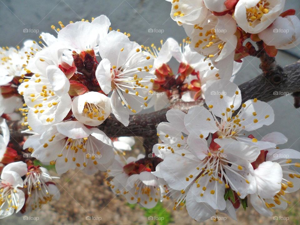 spring tree color apricots