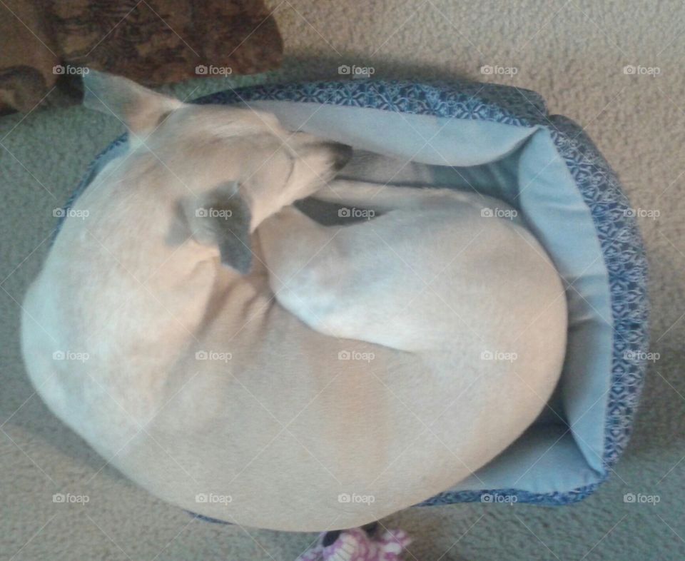 Just My Size. my dog can make herself at home on a cat bed!! No shame in her relaxation game.