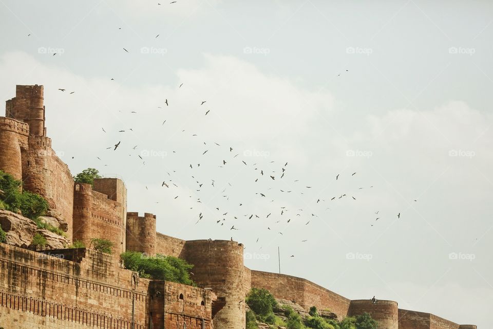 Birds flying over castle in India