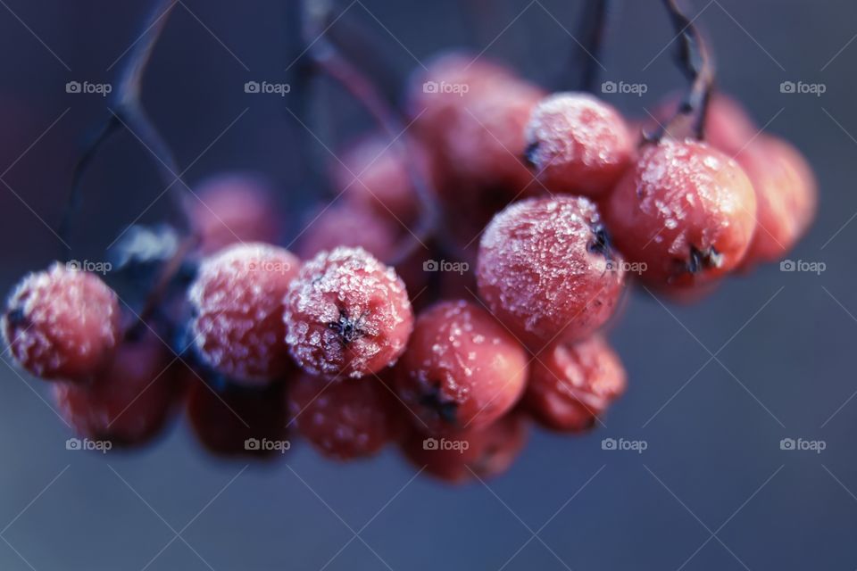 Rowan berries in hoarfrost