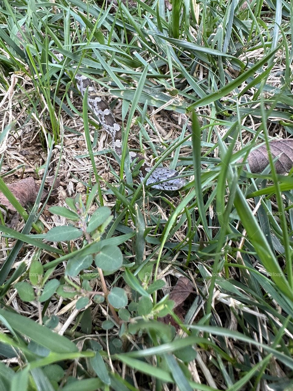 Baby rat snake spotted in grass along neighborhood sidewalk hungry reptile nature close up