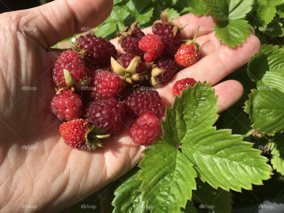 Hand holding red raspberries