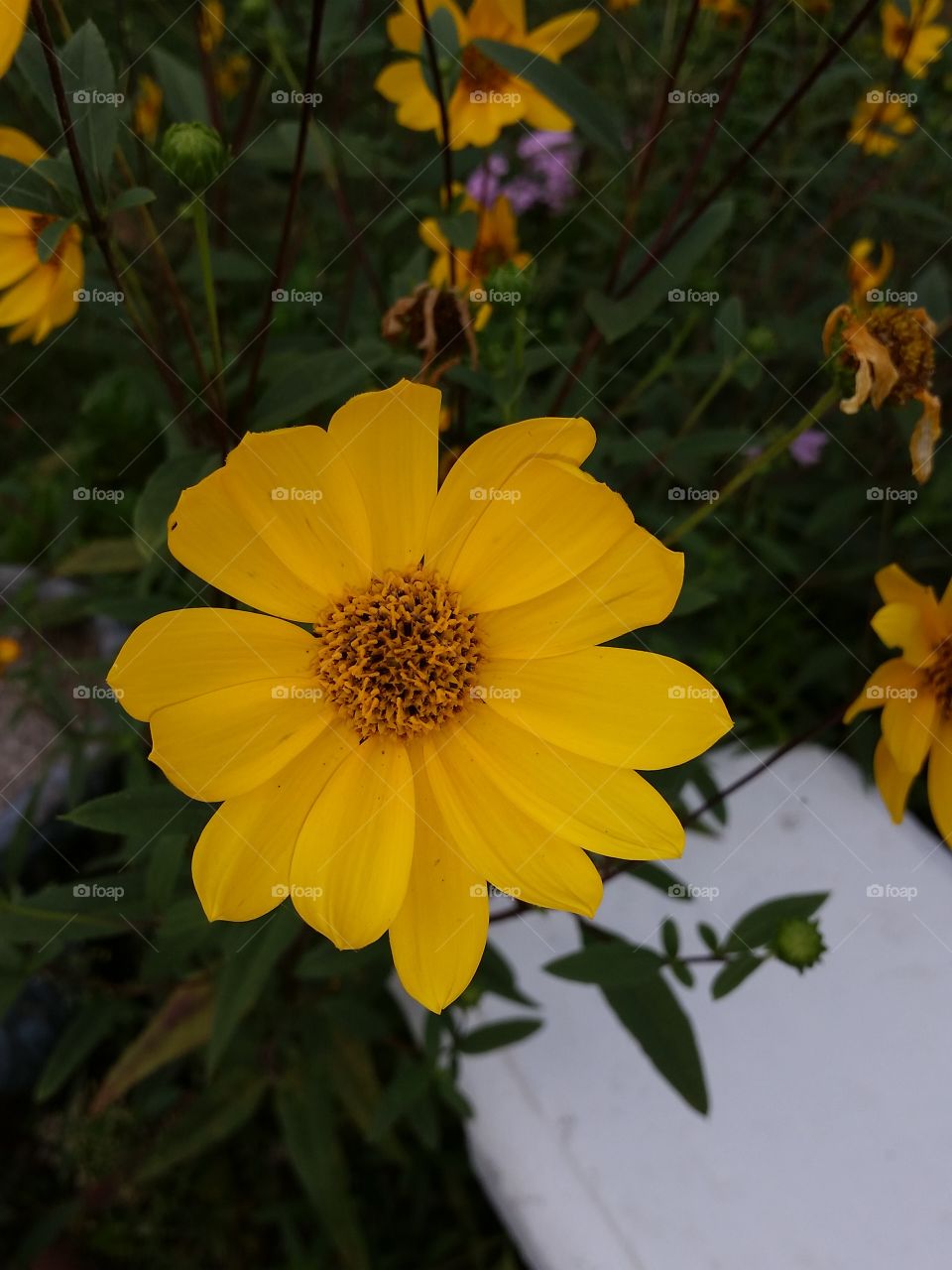 large yellow flower