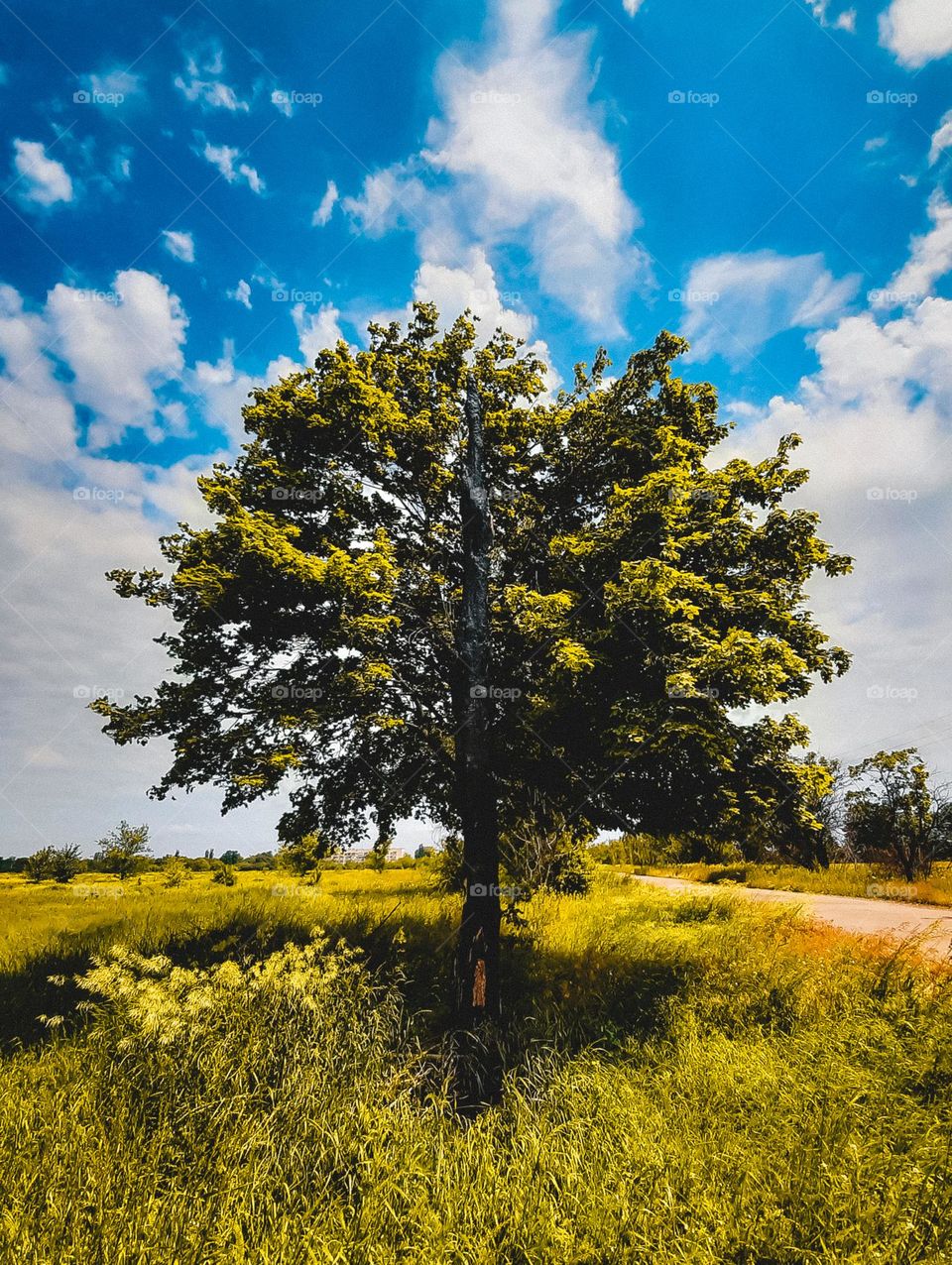 Fancy green tree against the blue sky.