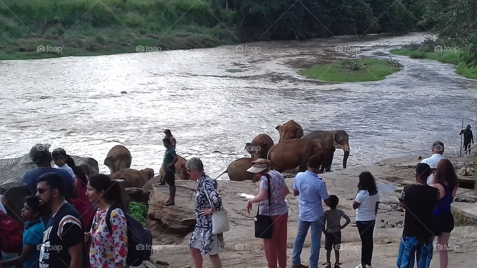 People's watching elephant play