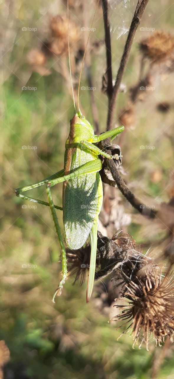 солнце   не   последнее!