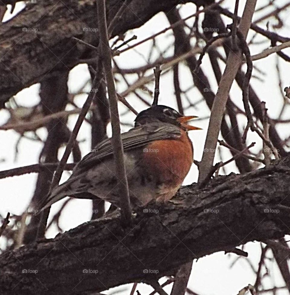 Robin singing in a tree over head