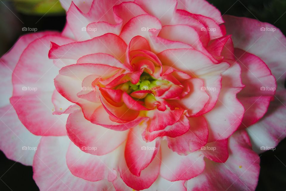 Begonia Beauty