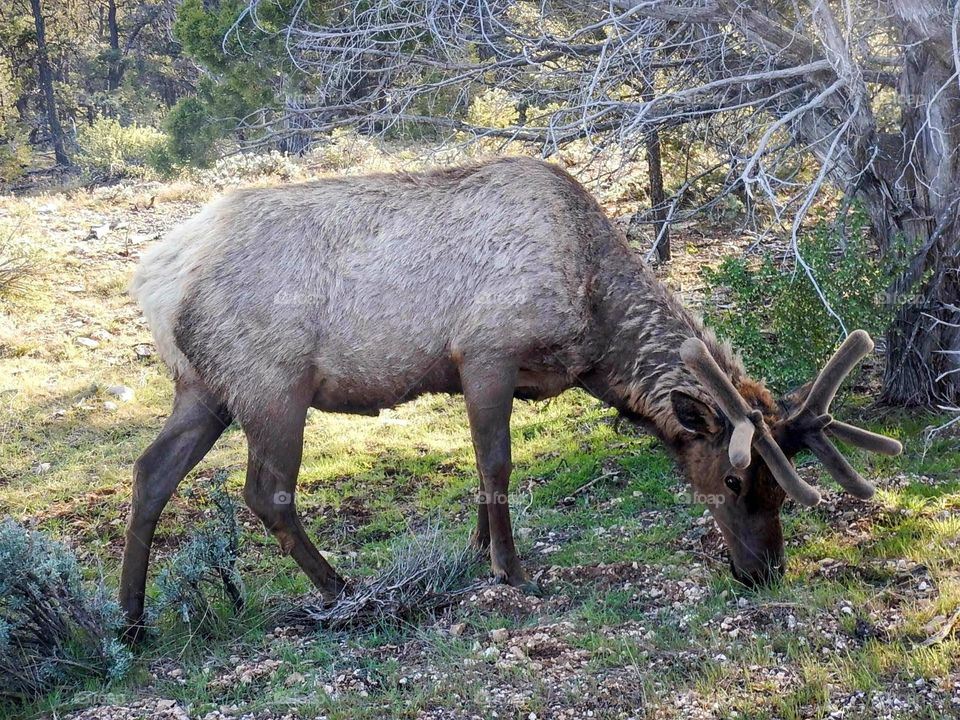 Young Elk eating grass