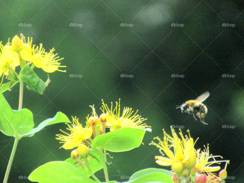 hypericum flowering shrub and bee
